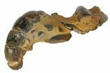 Fossil Mud Lobsters (Thalassina) - Australia #109301-2